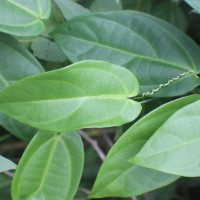 Zanonia indica subsp. indica L.
